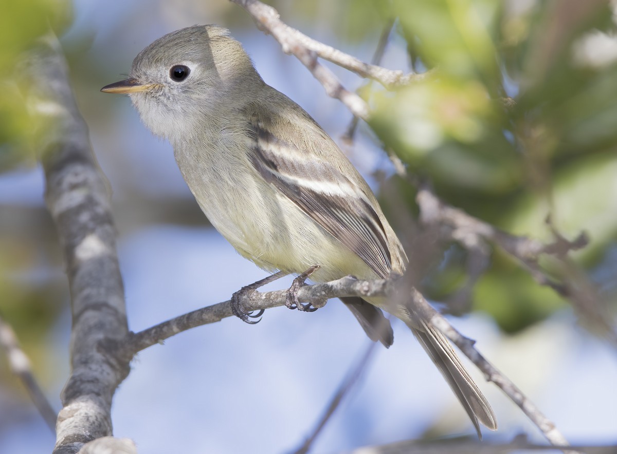 Hammond's Flycatcher - ML404546831