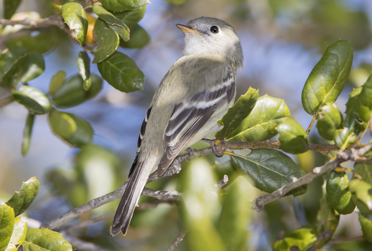 Hammond's Flycatcher - ML404546841