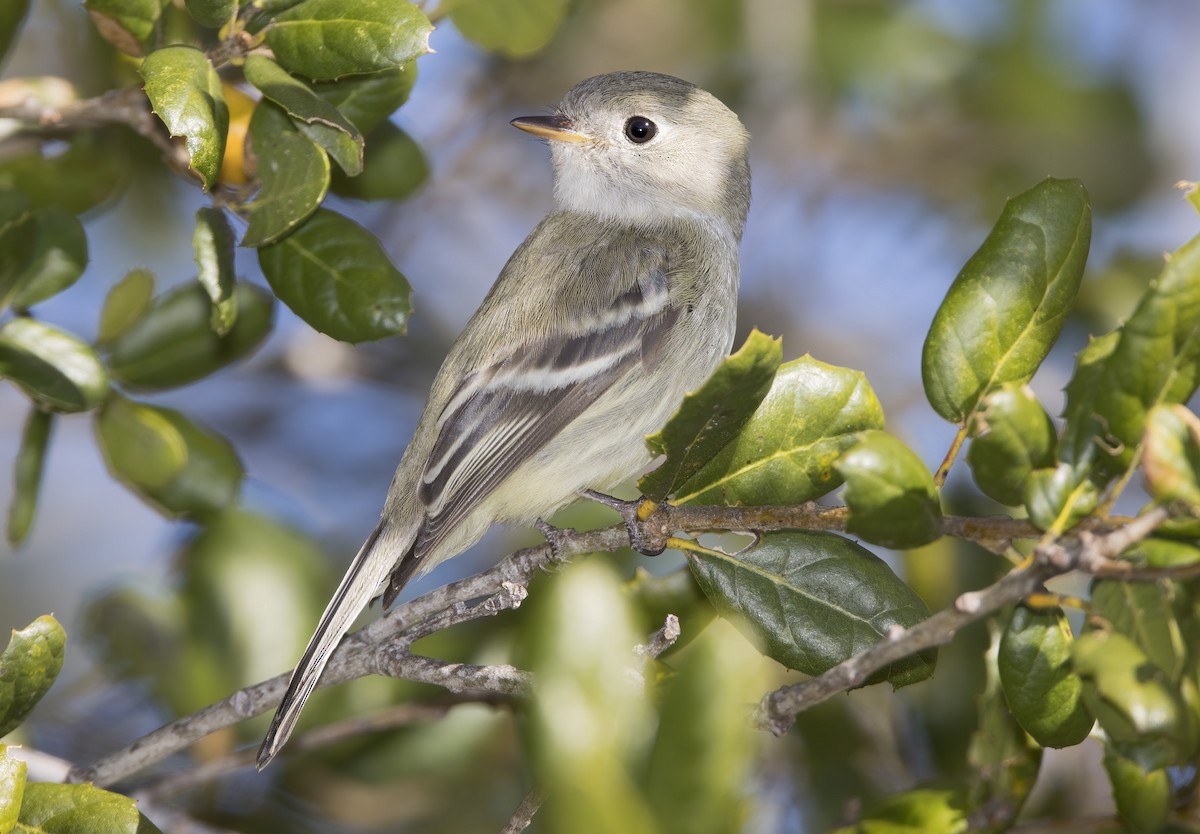 Hammond's Flycatcher - ML404546851