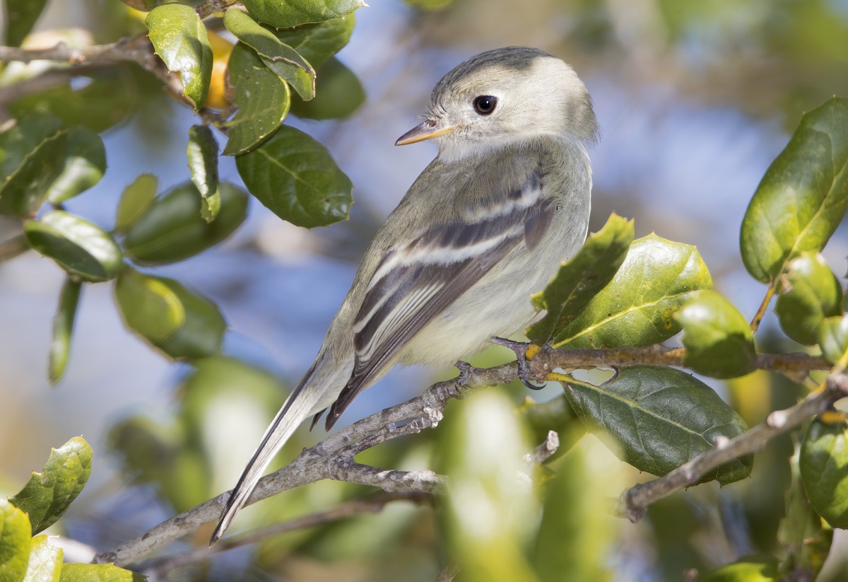 Hammond's Flycatcher - ML404546881