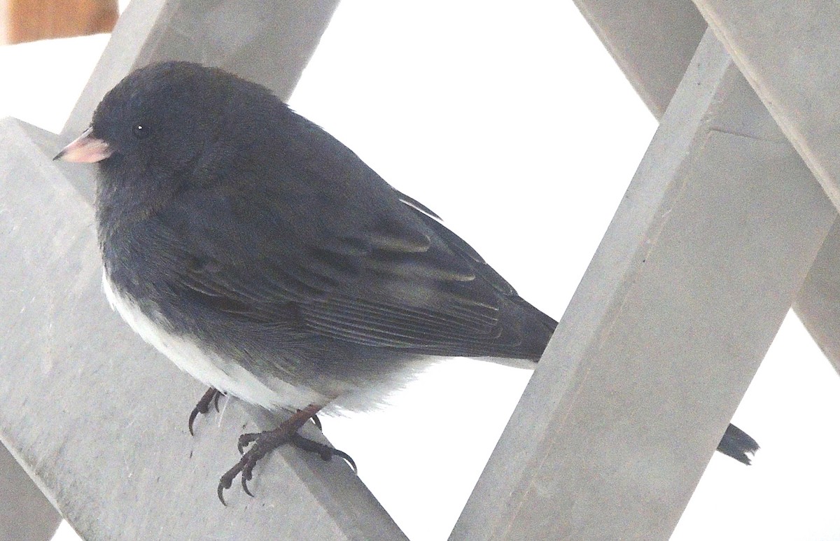 Dark-eyed Junco - ML404547131