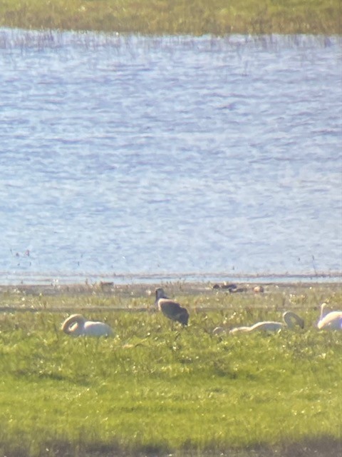 Sandhill Crane - ML404548281