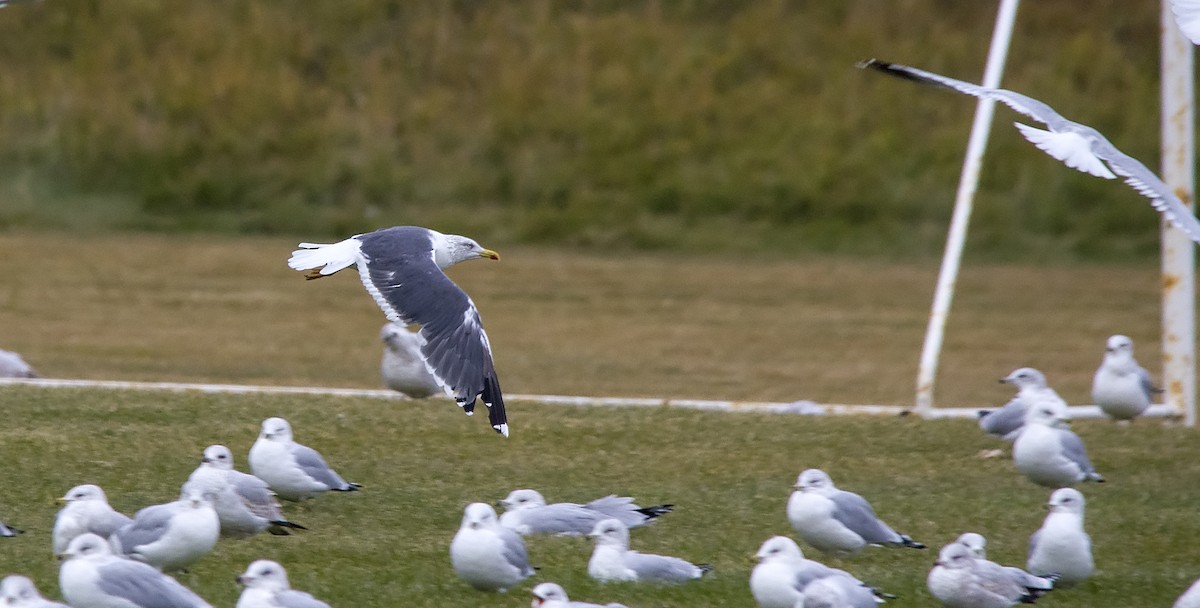 Lesser Black-backed Gull - ML40455091