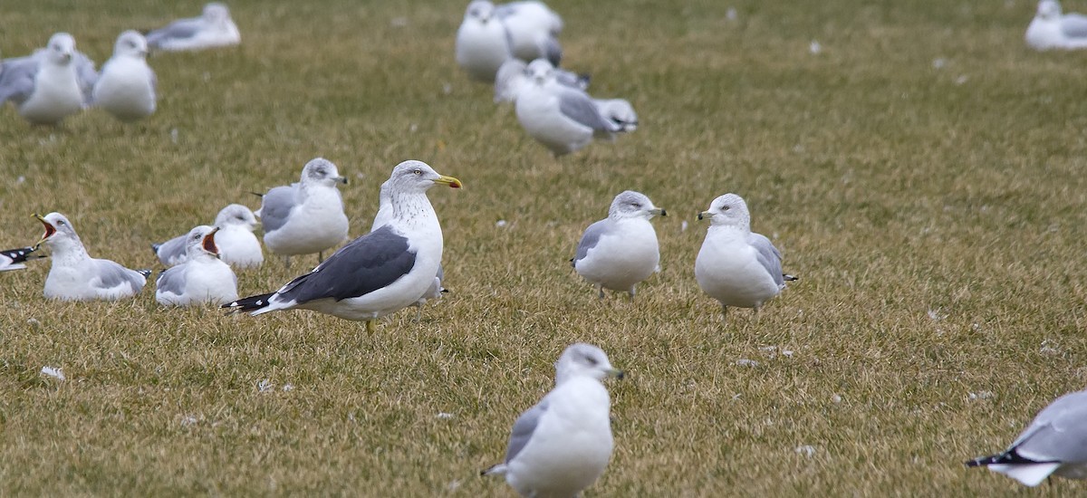 Lesser Black-backed Gull - ML40455111