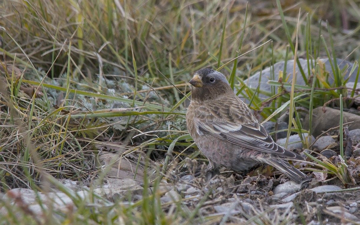 Gray-crowned Rosy-Finch - ML40455181