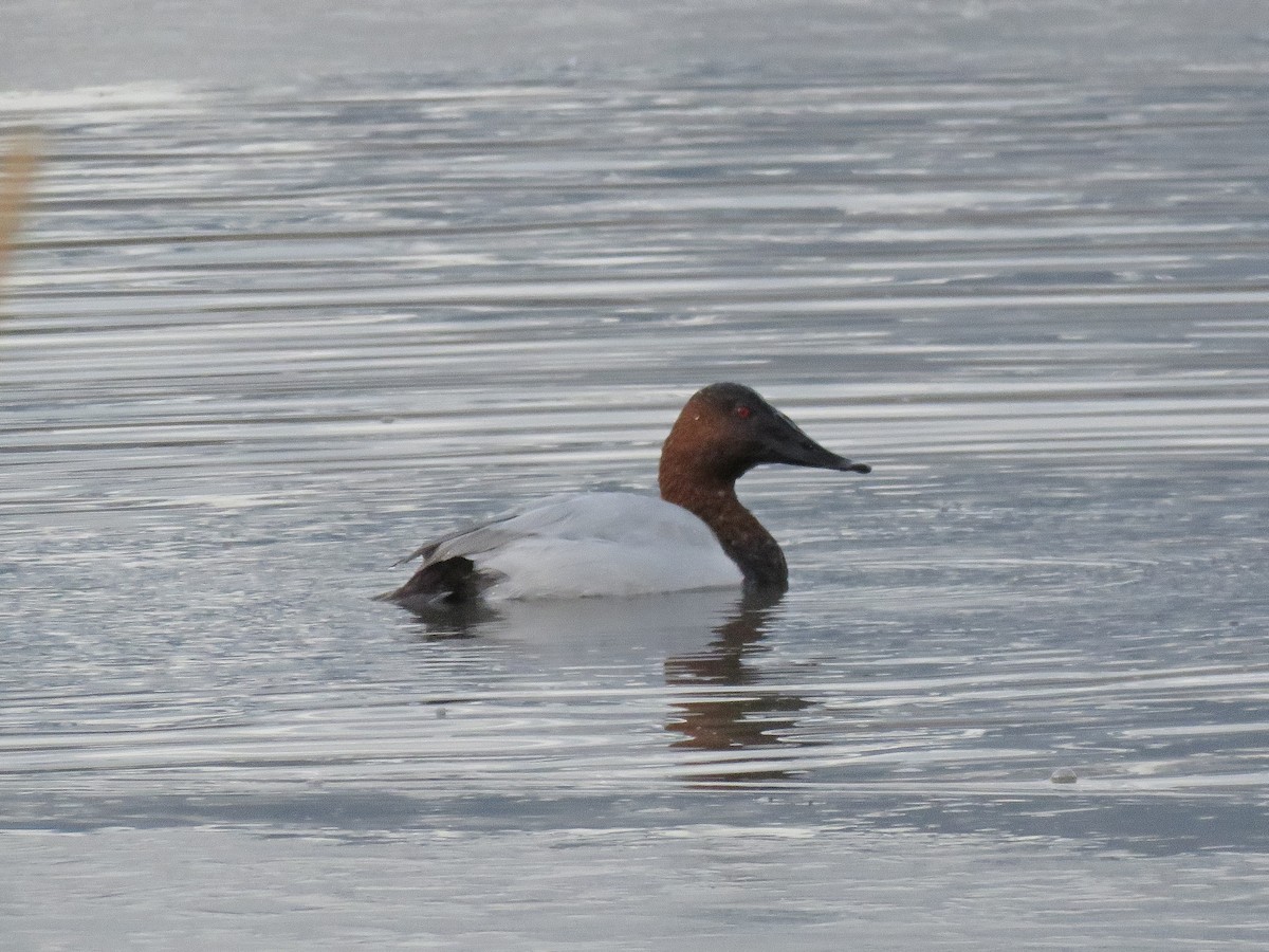 Canvasback - Jane Thompson