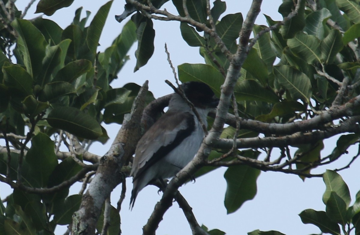 Black-crowned Tityra - ML404553781