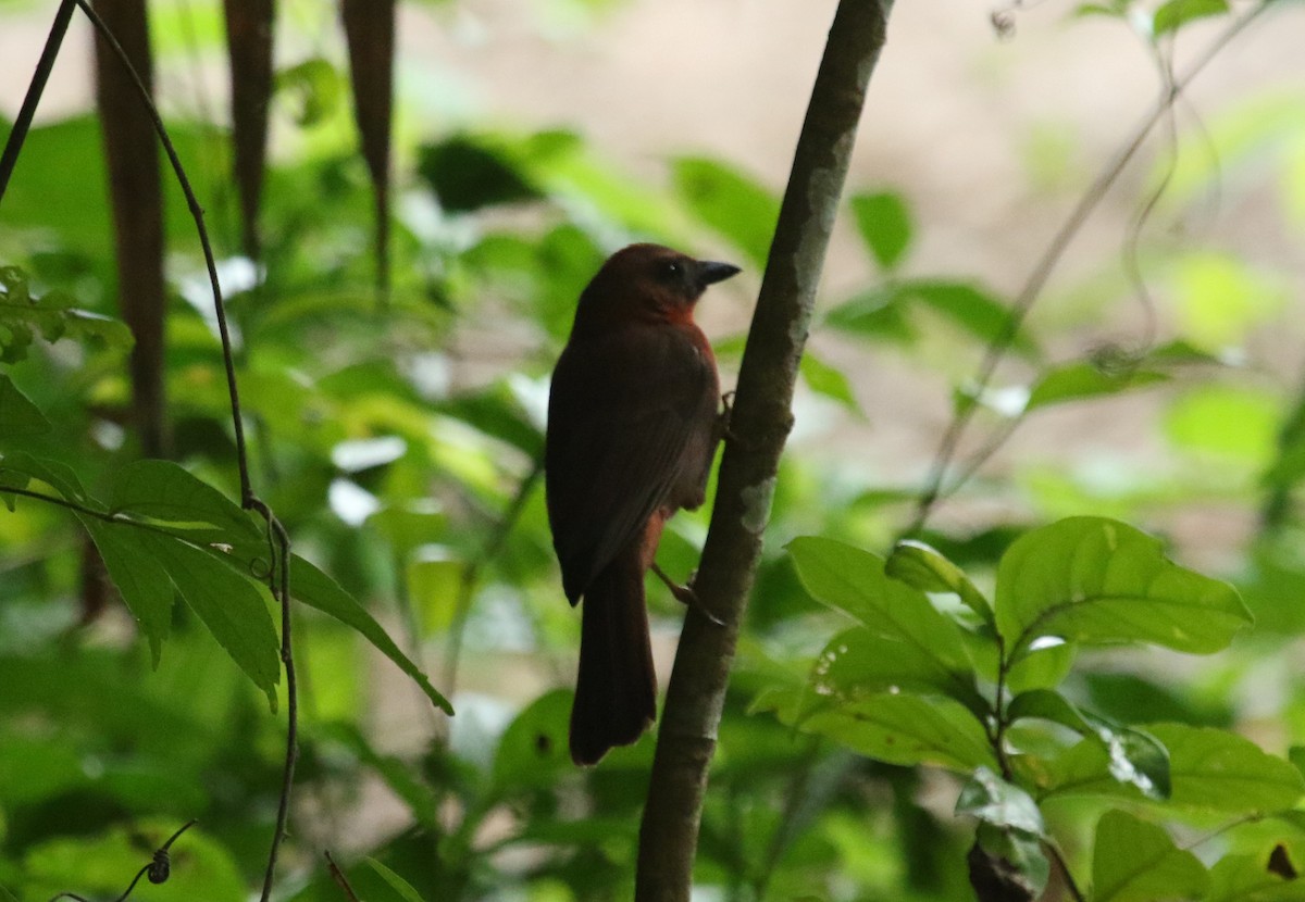 Red-throated Ant-Tanager - ML404554061