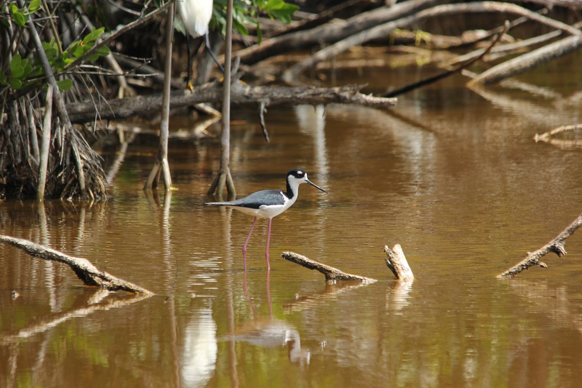 Black-necked Stilt - ML404554441