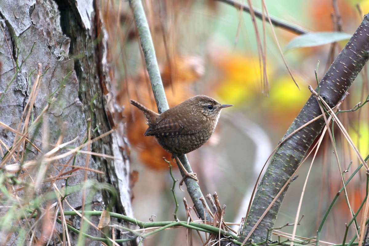 Winter Wren - Gary Chapin