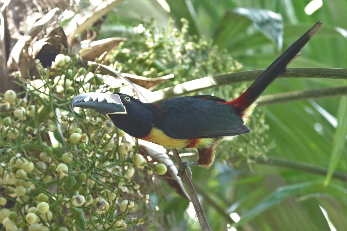 Collared Aracari - ML404555551