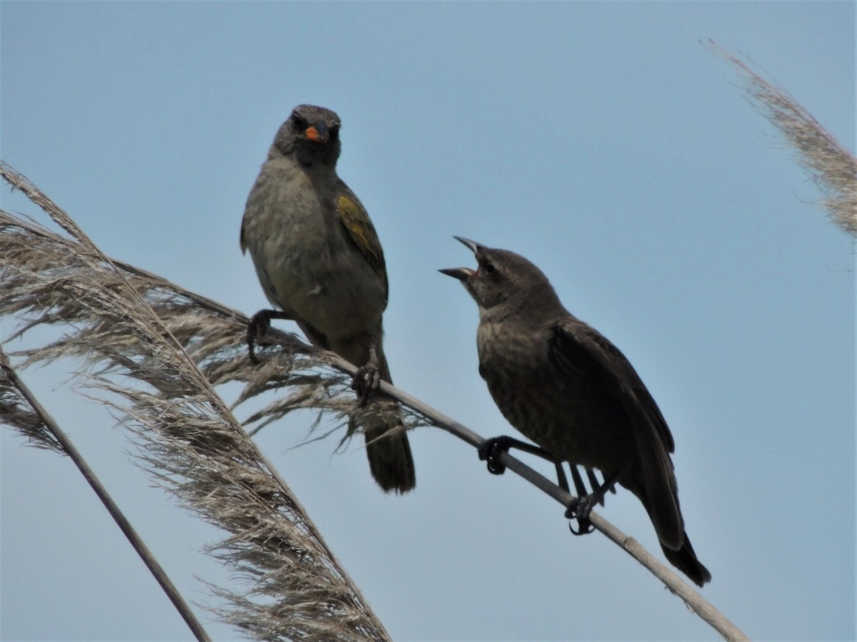 Great Pampa-Finch - Simón Pla García