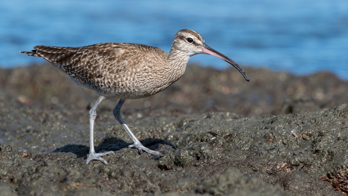 Whimbrel - ML404558971