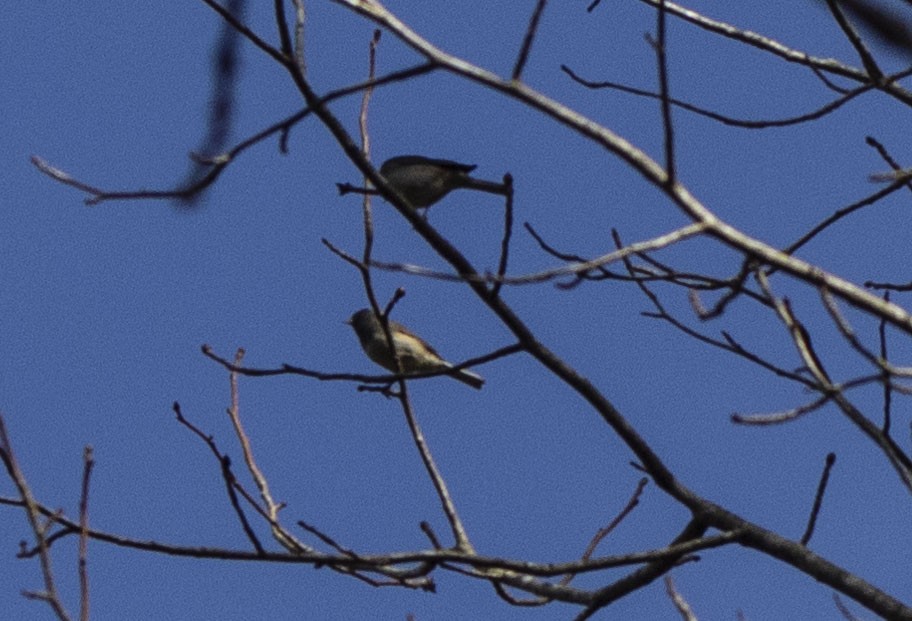 Winterammer (hyemalis/carolinensis) - ML404559471