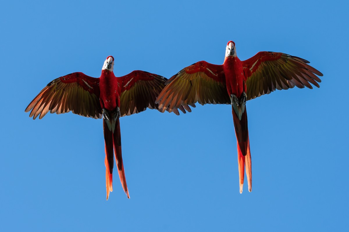 Scarlet Macaw - Mason Maron