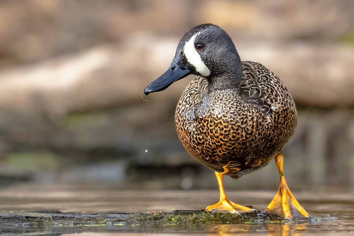 Blue-winged Teal - ML404562701