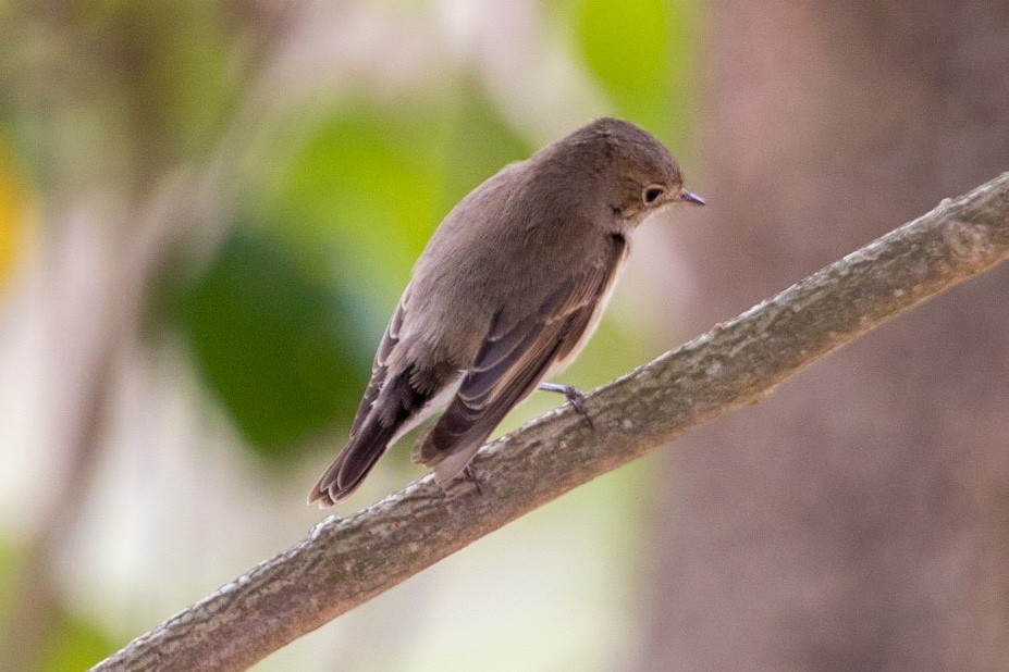 Red-breasted Flycatcher - ML404562851