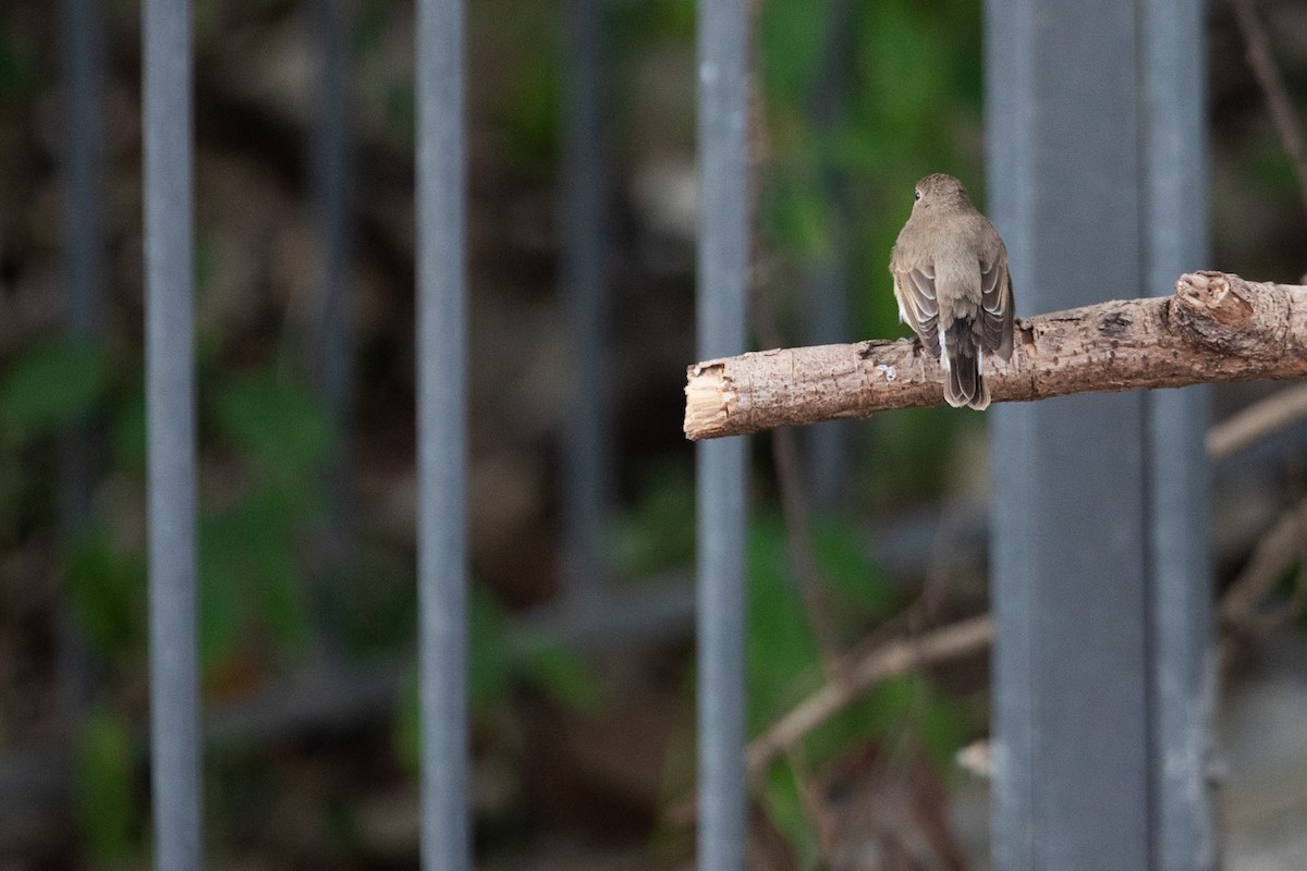 Red-breasted Flycatcher - ML404562881