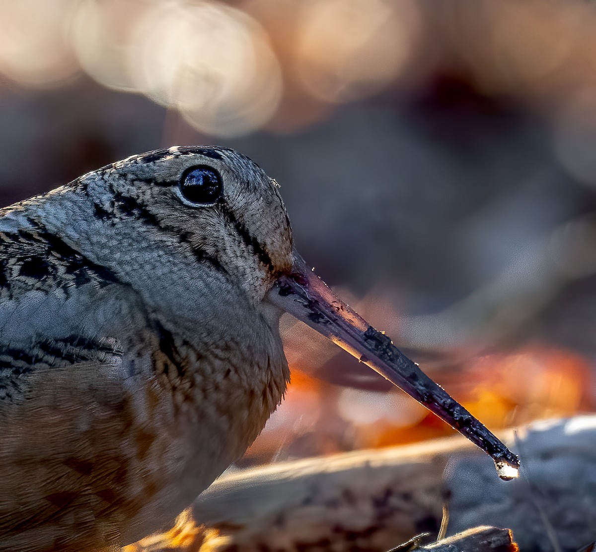 American Woodcock - ML404563331