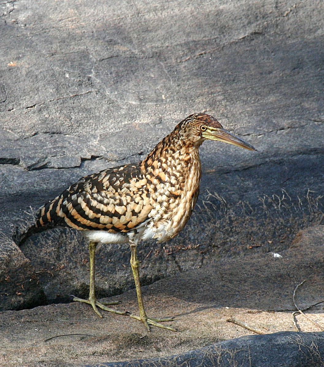 Rufescent Tiger-Heron - Peter Candido