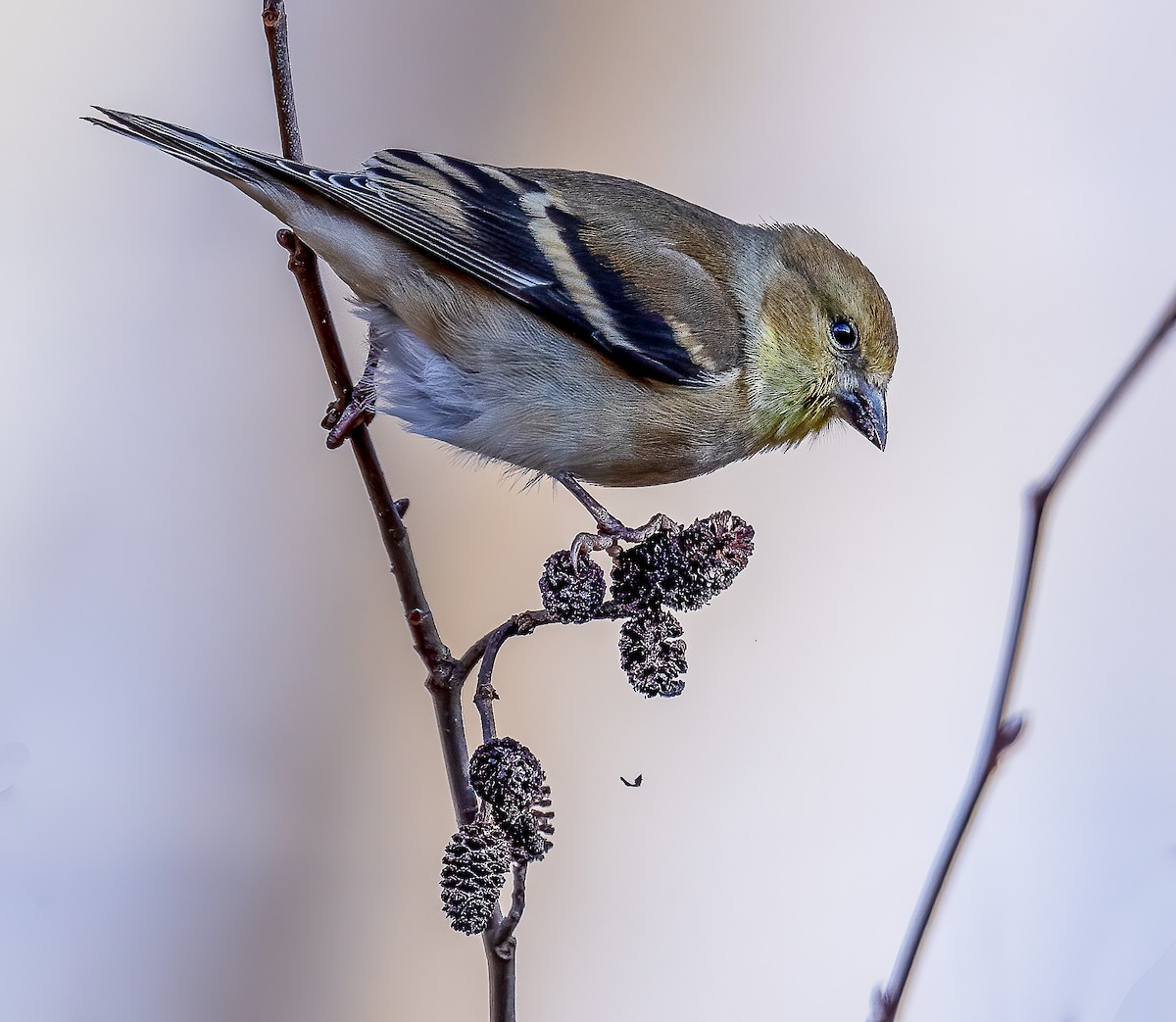 American Goldfinch - ML404564231