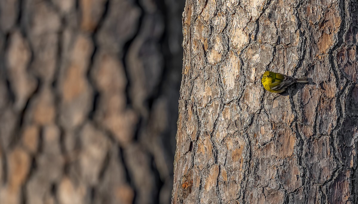 Pine Warbler - ML404564321