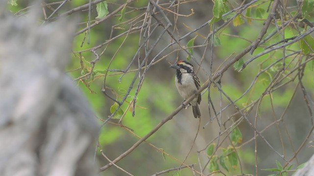 Pied Barbet - ML404565521