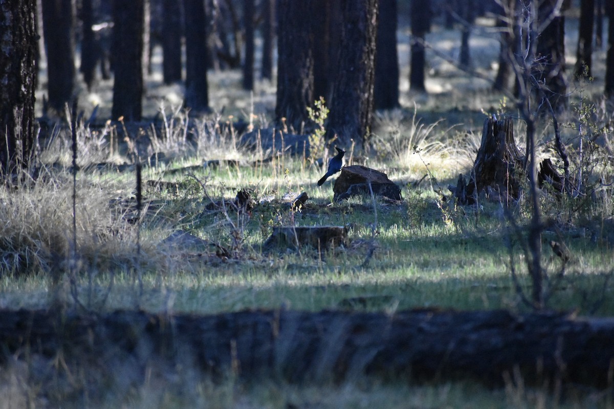 Steller's Jay (Southwest Interior) - ML404566871