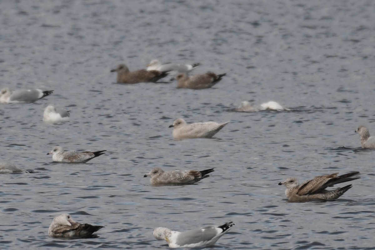 Iceland Gull - ML404568361