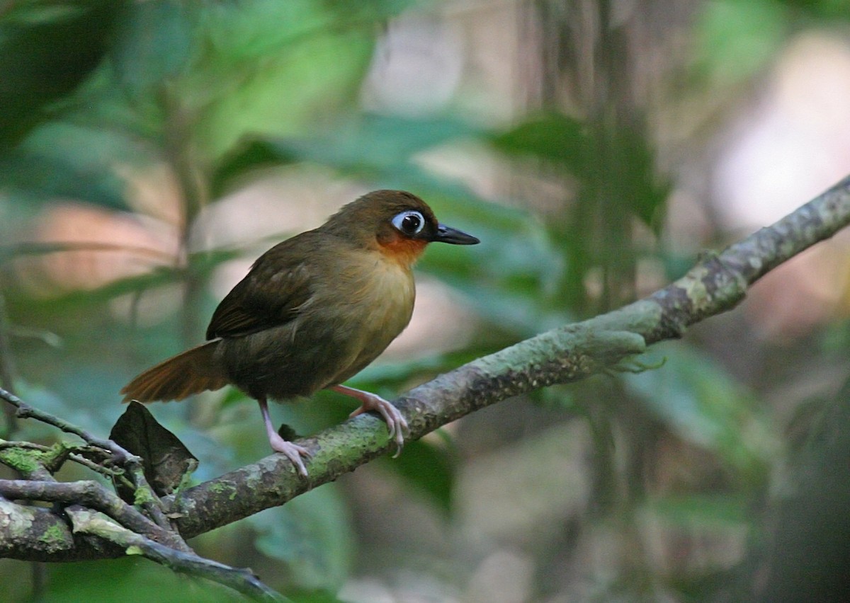 Rufous-throated Antbird - ML404569181