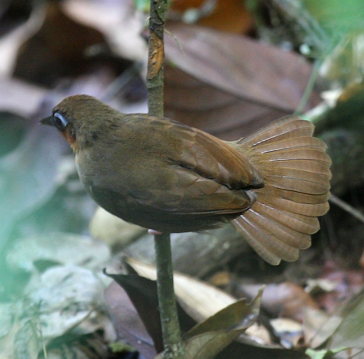 Rufous-throated Antbird - ML404569211