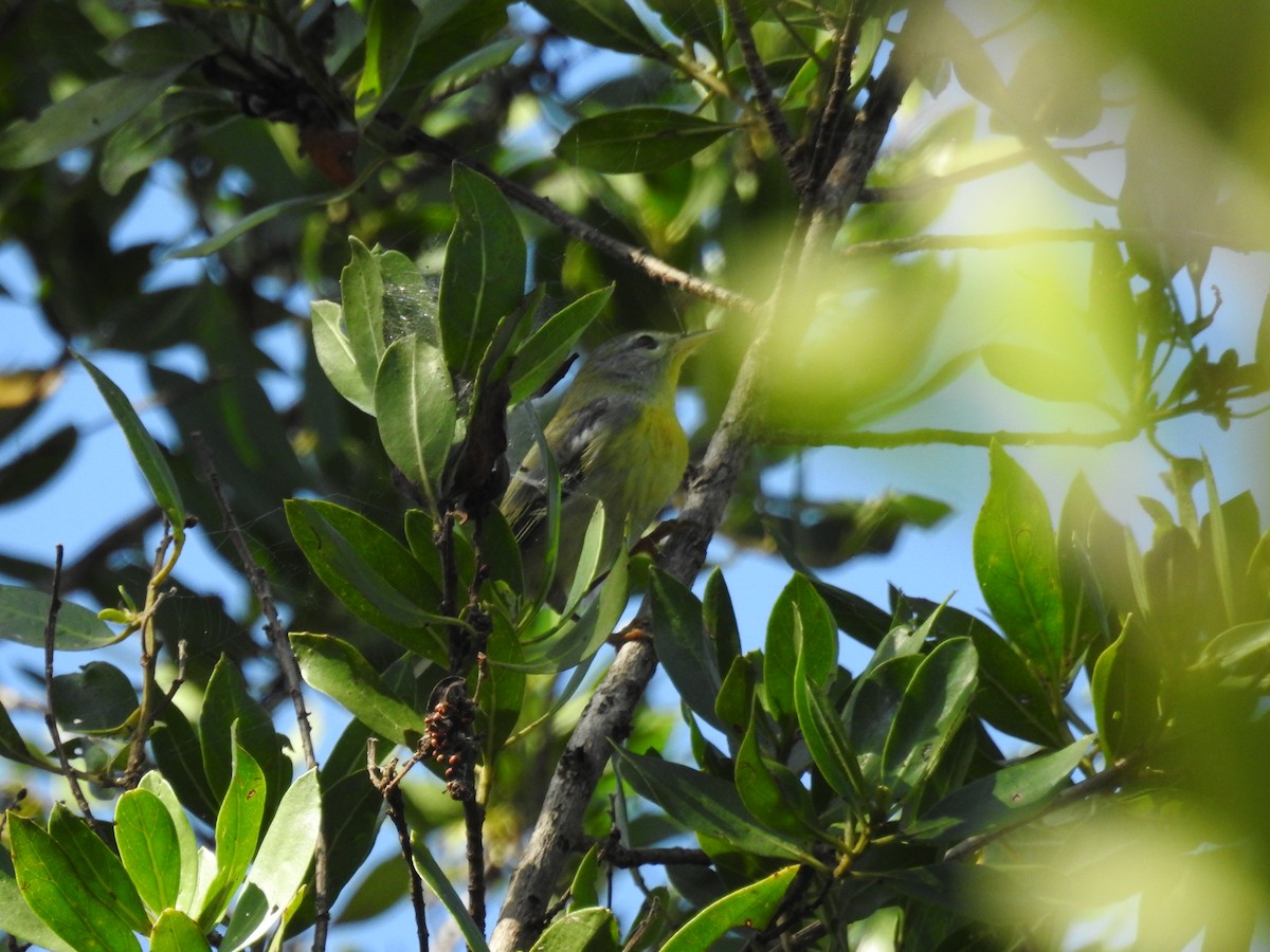 Northern Parula - ML404570761