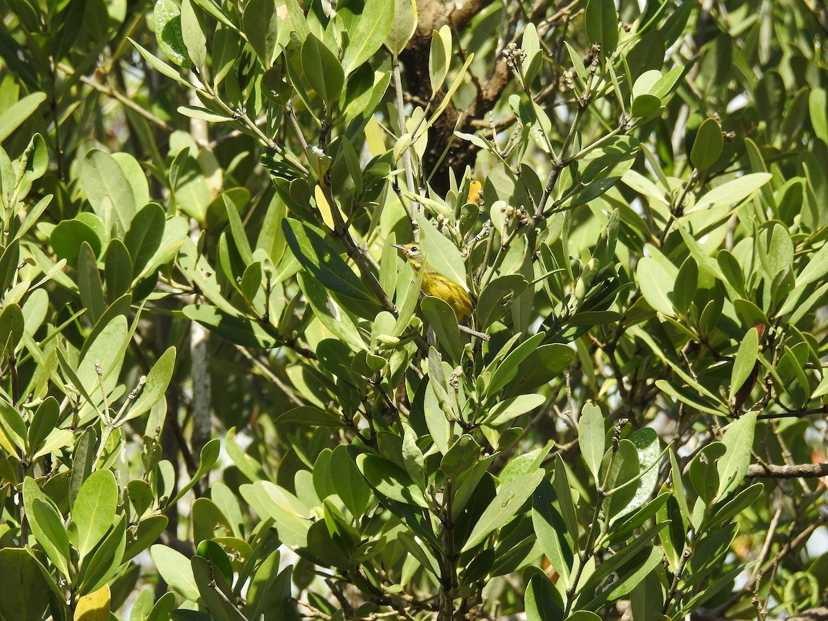 Prairie Warbler - Ryan Leys