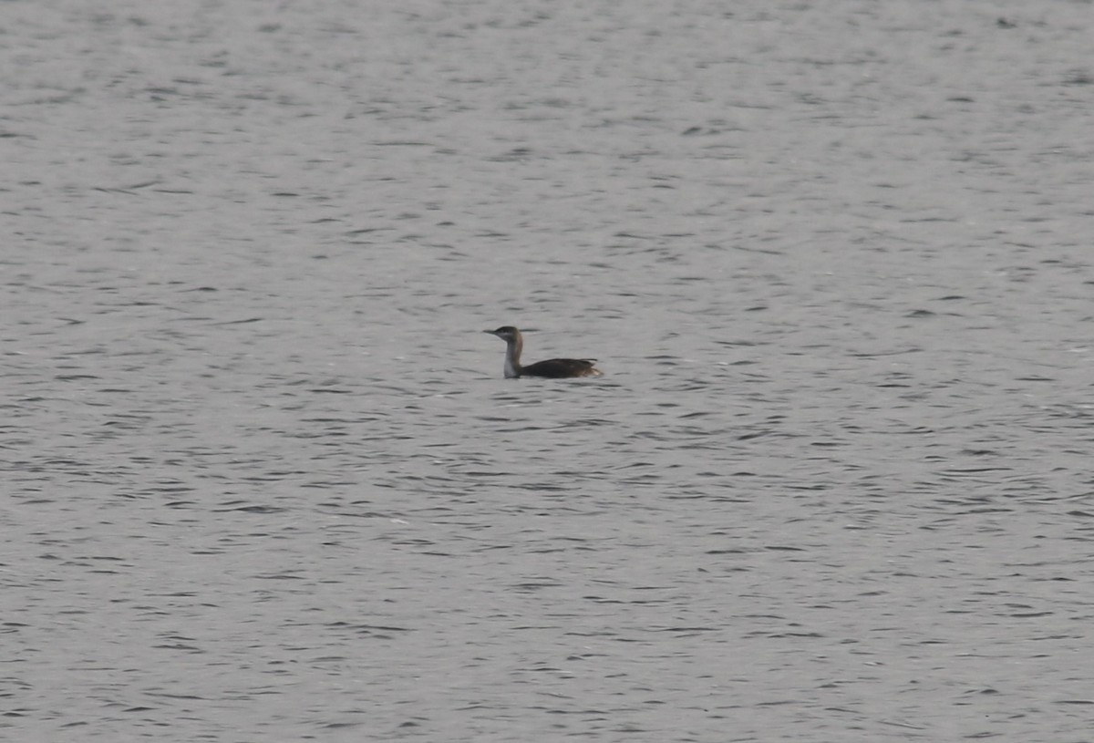 Red-throated Loon - ML40457261