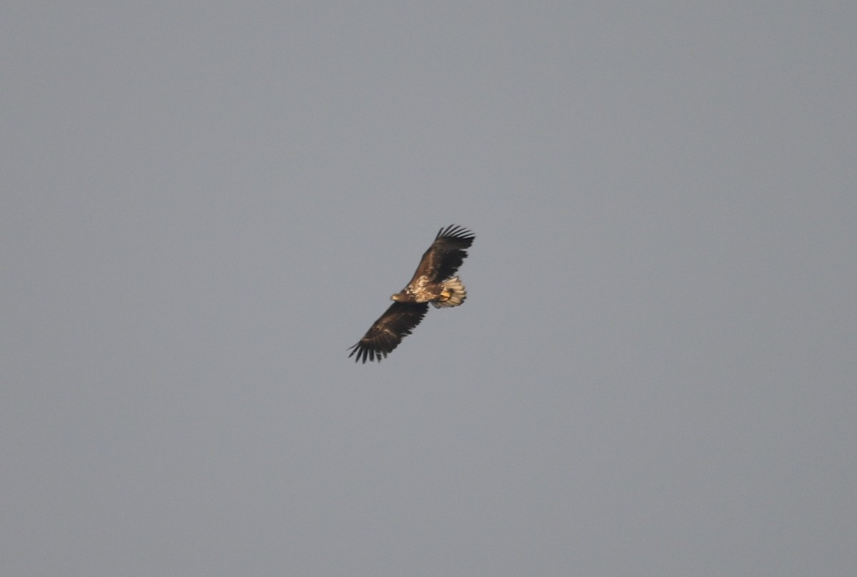 White-tailed Eagle - ML40457331