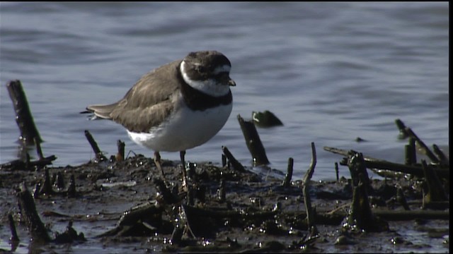 Semipalmated Plover - ML404575