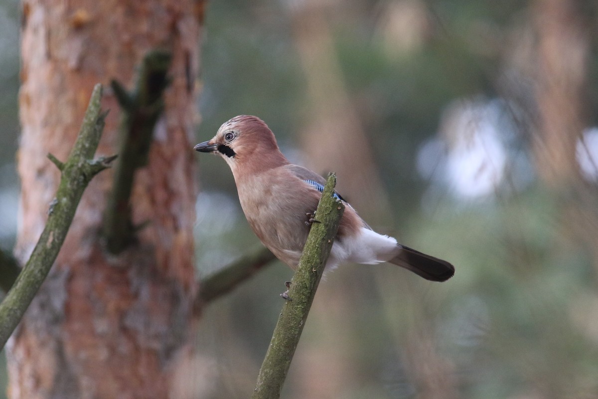 Eurasian Jay - Tatyana Korzhitskaya