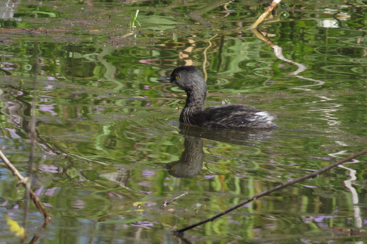 Least Grebe - Bryant Olsen