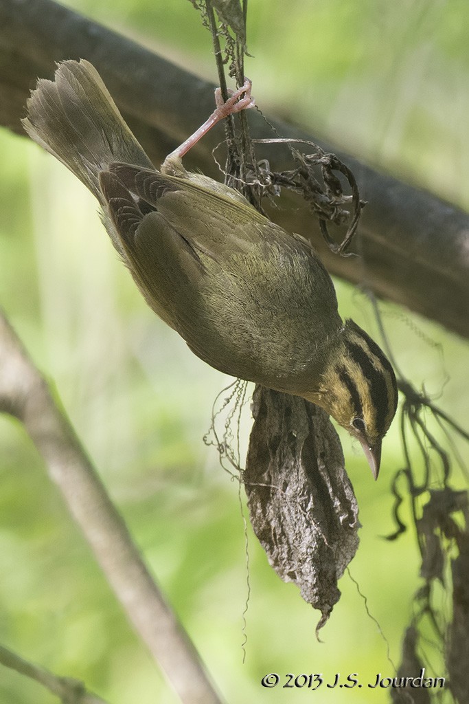 Worm-eating Warbler - ML404576861