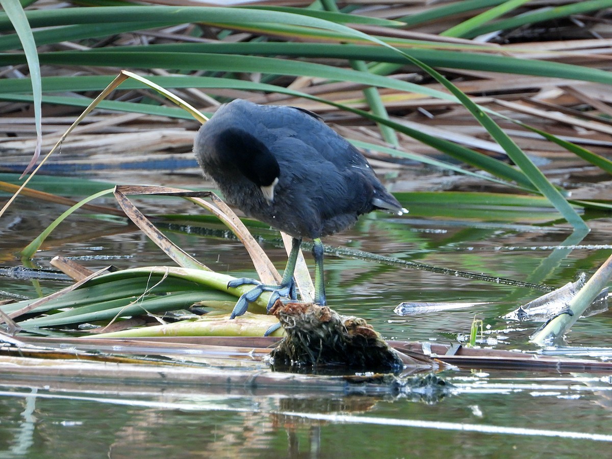 American Coot (White-shielded) - ML404576961