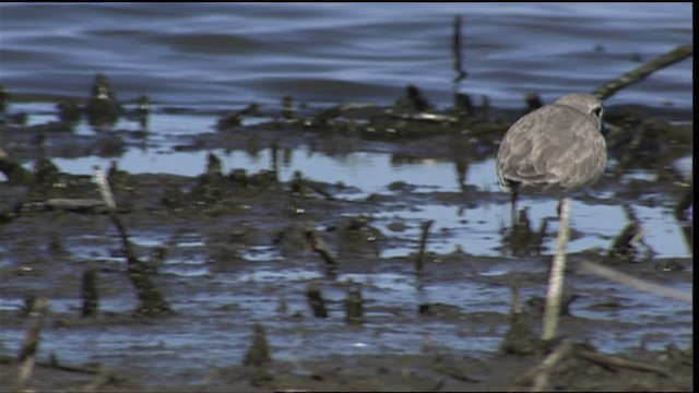 Piping Plover - ML404577