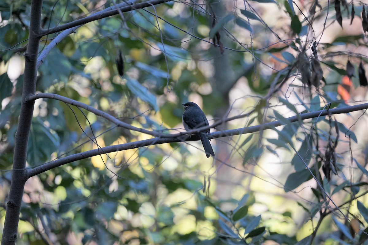 Rufous-throated Solitaire - Daniel Pinelli