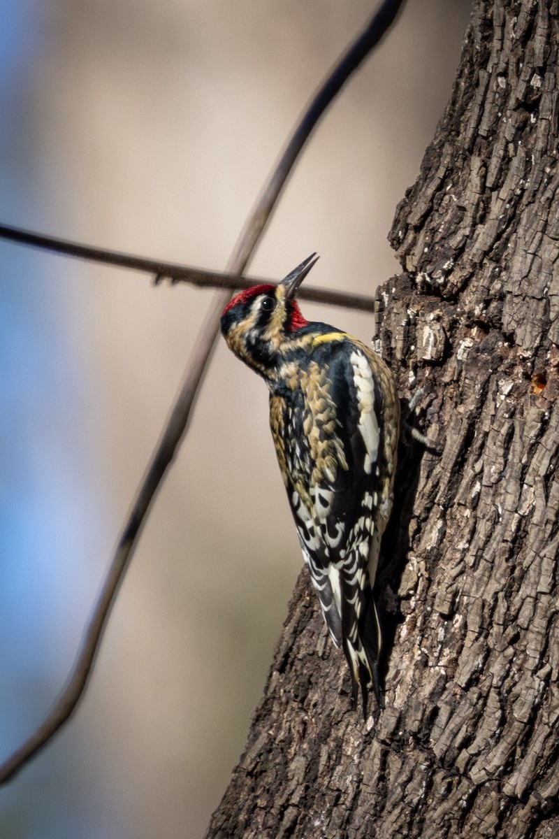 Yellow-bellied Sapsucker - ML404580471