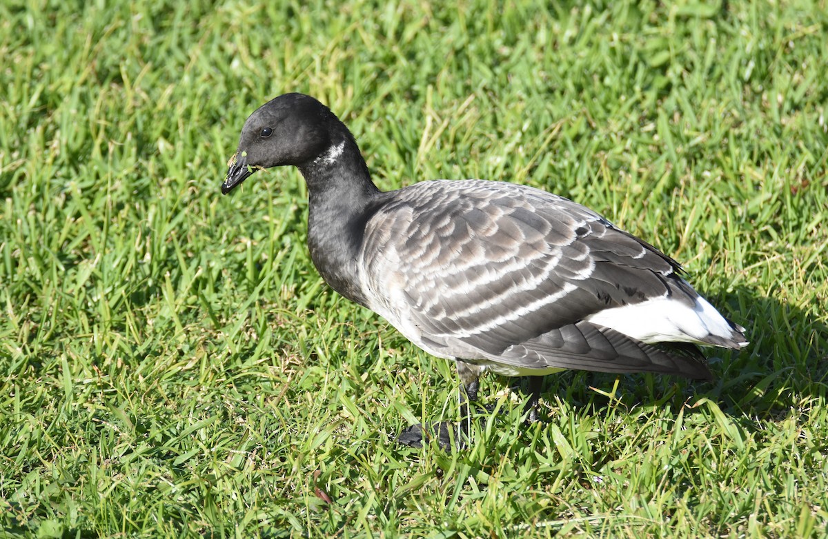 Branta musubeltza - ML40458071