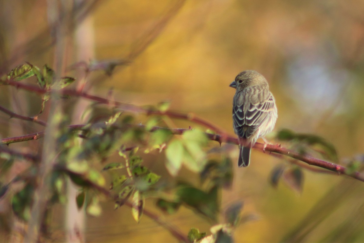 House Finch - ML404581371