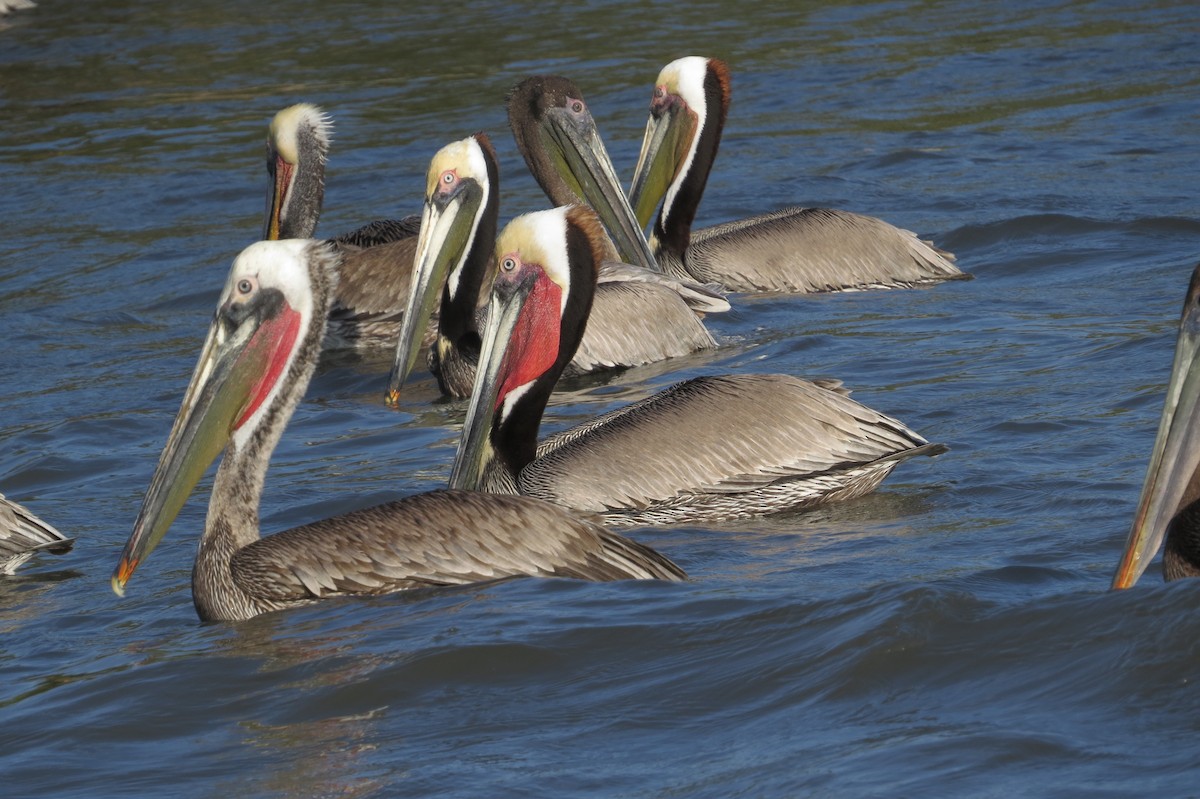 Brown Pelican - ML40458251