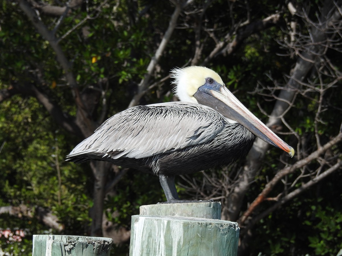 Brown Pelican - ML404582811