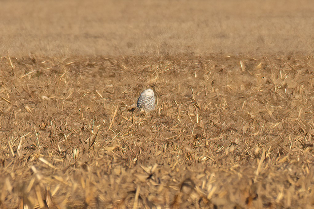 Snowy Owl - ML404583001