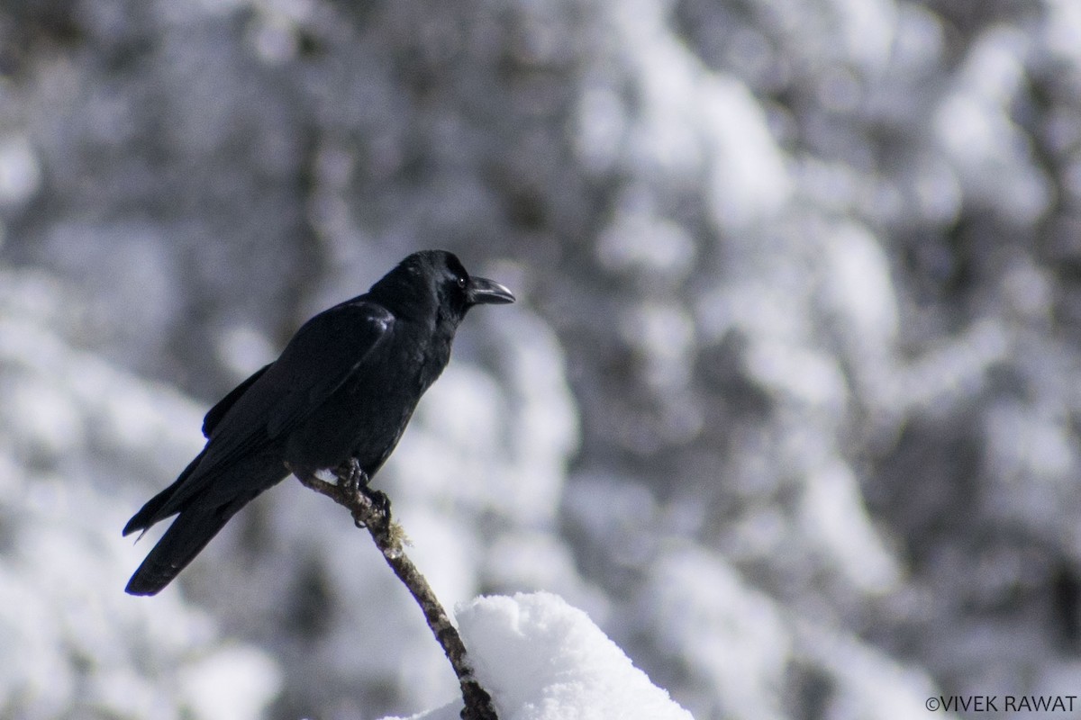 Large-billed Crow - ML404583371