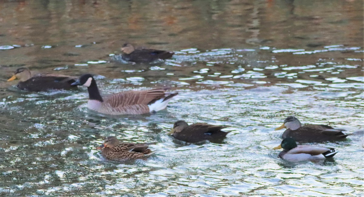 Canard noir - ML404583661